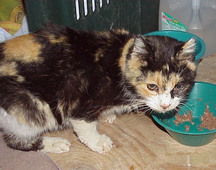 Callie: A deaf, blind senior kitty, was dumped in the cold of February. We were lucky to have her for about six months and kept her loved, warm, and well-fed until she left us.