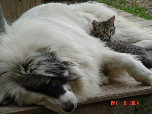 Emma was born feral (wild), and it took about 2 years to get her to trust people. Delilah loves the cats!