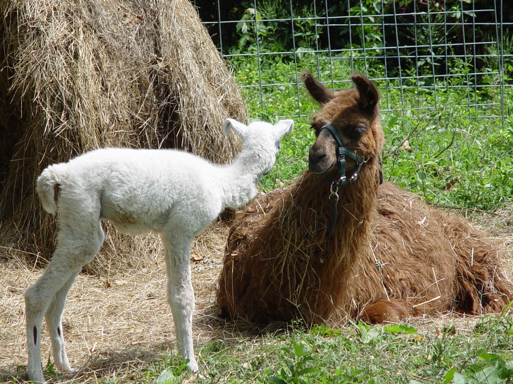 Oreo and his mama, four days after he was born.